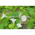 White morning glory seeds for Sale